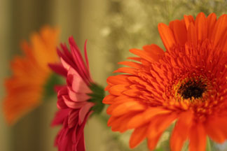 jeanette mahoney massage therapist